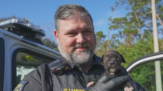 17 dogs rescued from hot trailer outside Ormond Beach hotel; owner charged with animal cruelty