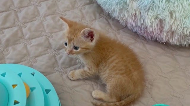 Over 2 dozen sick, injured kittens saved by Brevard County rescue during Hurricane Milton