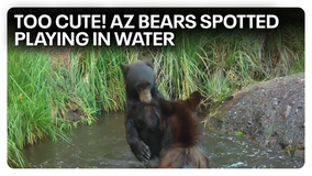 Trail cam captures Arizona bears playing in water