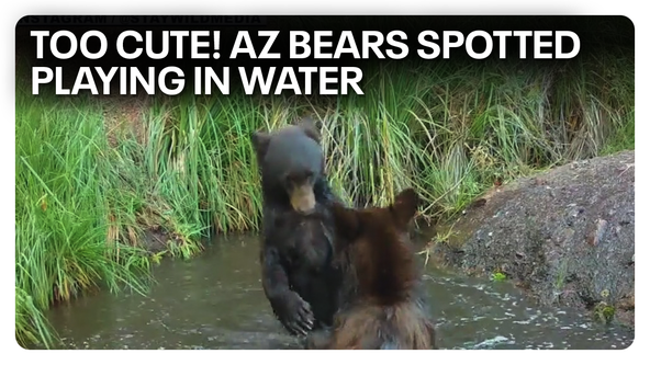 Trail cam captures Arizona bears playing in water