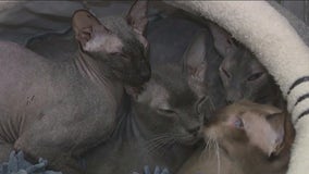 Men accused of abandoning cats in New Jersey