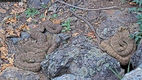 Dozens of rattlesnakes emerge in Colorado ‘mega den’ livestream