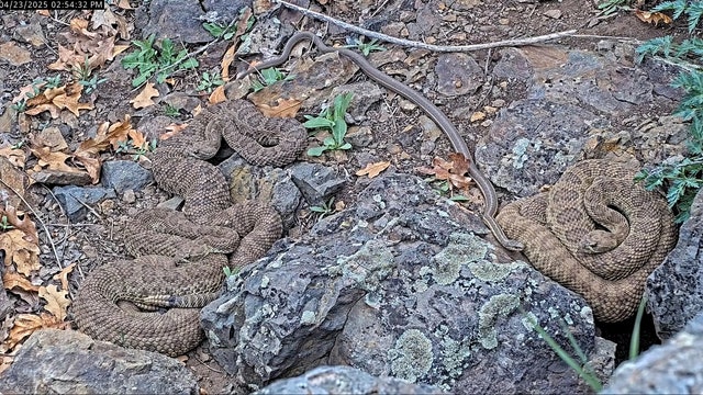 Dozens of rattlesnakes emerge in Colorado ‘mega den’ livestream