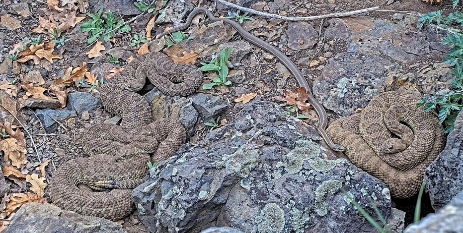 Hiker made fatal mistake when encountering venomous snake, officials say
