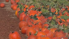 Here are tips to keep your pumpkin healthy all fall