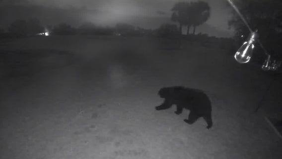 Florida bear wanders around neighborhood home