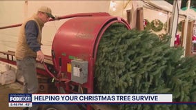 Tips to help your Christmas tree survive