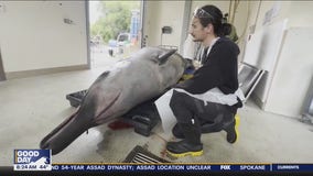 Scientists examine world's rarest whale in New Zealand