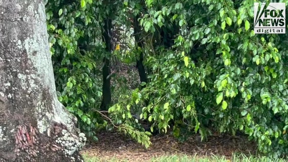 Video shows where Trump assassination suspect lay in wait outside golf course