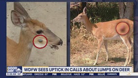 WDFW sees uptick in calls about lumps on deer in WA, ID