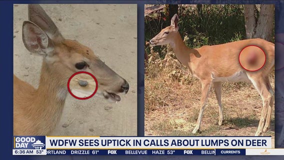 WDFW sees uptick in calls about lumps on deer in WA, ID