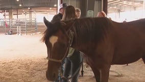 Dozens of rescue horses rehomed at event