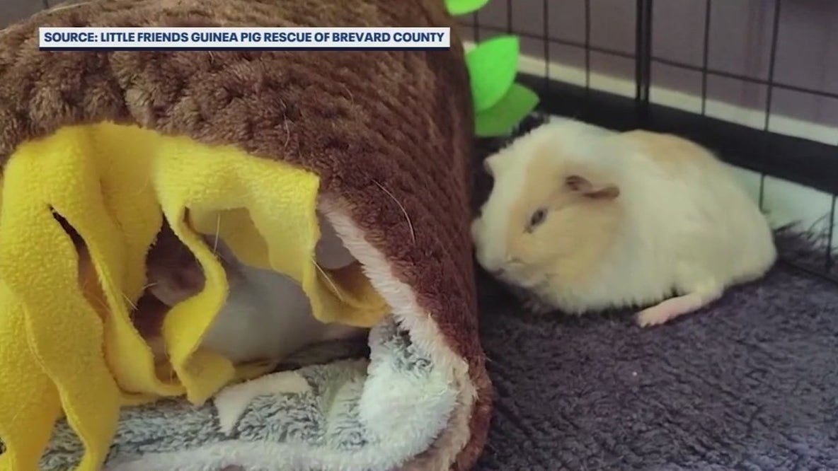 Dozens of guinea pigs abandoned in Orlando