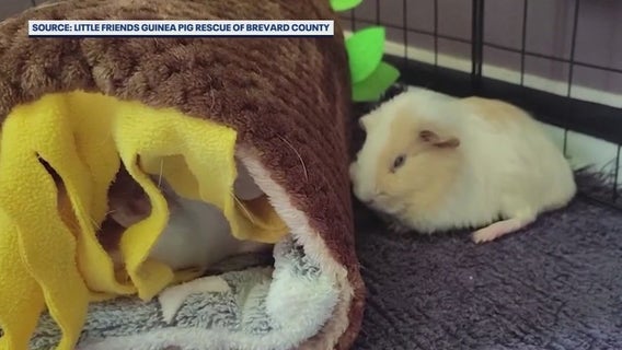 Guinea pigs abandoned in Orlando spark rescue effort, search for homes