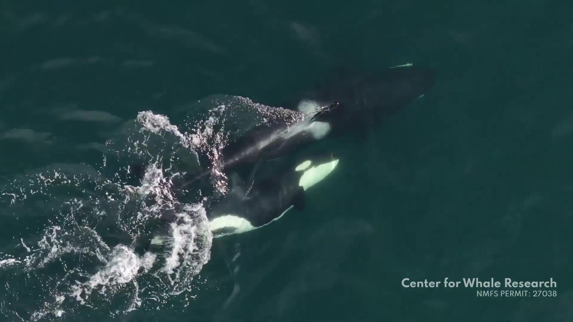 Orcas use kelp to groom each other, US researchers discover