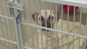 AHS waives adoption fees, reopens one of its locations