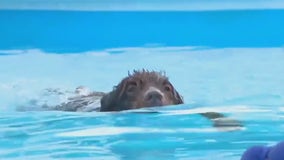 Making a big splash at Fromm Petfest