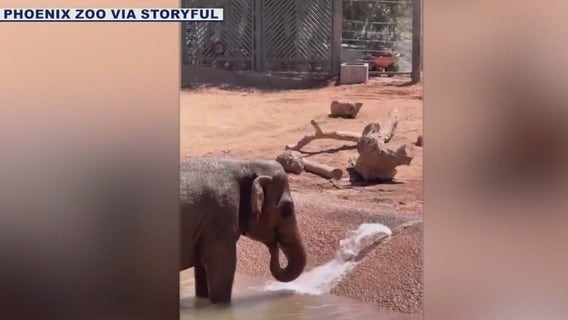 Elephant cools down at Phoenix Zoo