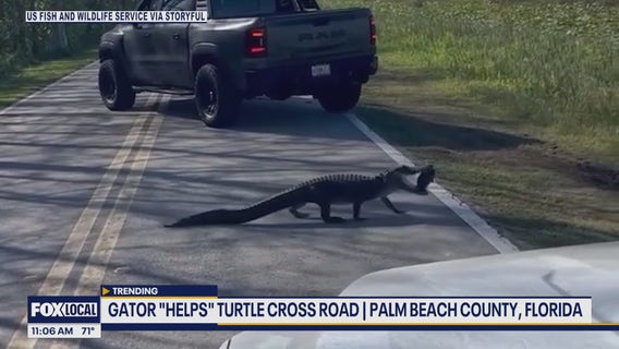 Furry Friends Friday: Alligators, pigeon 911 call