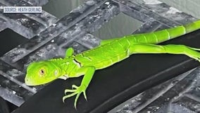 Green iguanas now invading Central Florida