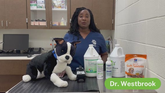 Pet hair loss | Pet Pawcast