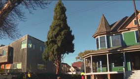 Chicago's selects 111th annual official Christmas Tree from Logan Square