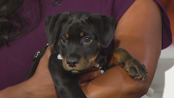 Dove and dozens of other pets at PAWS Chicago are looking for forever homes