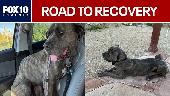5-year-old Cane Corso survives abandonment in Phoenix