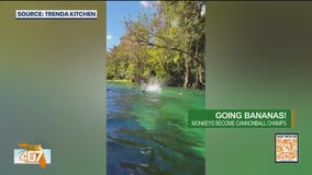 A primate plunge of monkeys raining into Silver Springs