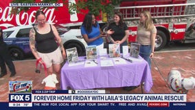 Zip Trip to Eastern Market: Forever Home Friday: Laila's Legacy Animal Rescue