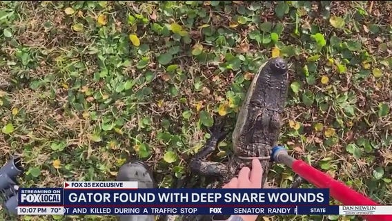 Florida alligator trapper finds gator with snare trap embedded in its snout: 'Terrible'