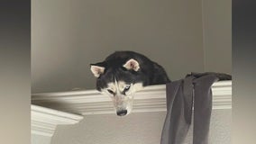 Across America: Husky rescued inside his own home