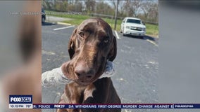 Gloucester County welcomes new K-9 police officer able to sniff out electronic devices