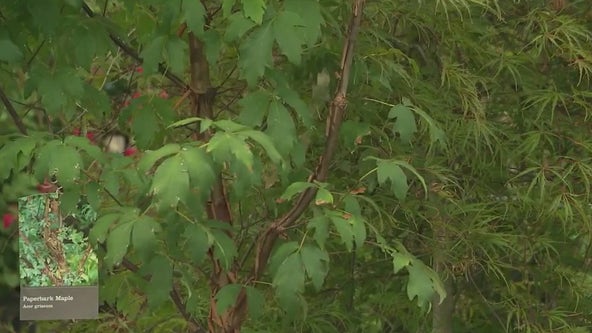 The beautiful benefits of trees