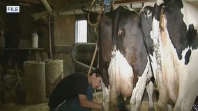 Florida raw milk outbreak sickens 21, including 6 children, prompts health warning: officials
