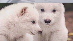 Return of dire wolves? | Forecasting with Friends