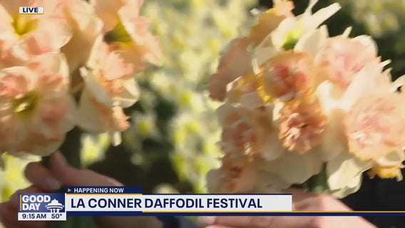 La Conner Daffodil Festival underway