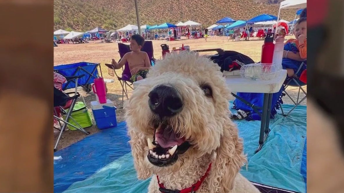Disabled dog's wheelchair stolen