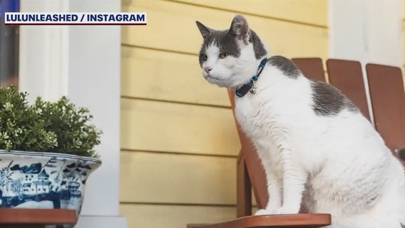 Meet Lulu the cat,  'Mayor of Thornton Park'