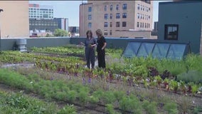 Rooftop to table: Chicago restaurant takes eco-friendly practices to new heights