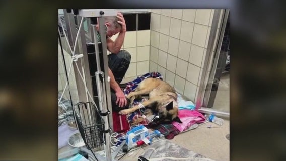 Brazoria County Deputy Shooting: K-9 'Rocky' shot by deputy killer expected to survive