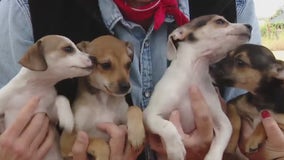 Meet the Halloween litter at Texas Humane Heroes