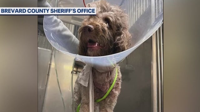 Shooting of Goldendoodle puppy in Brevard County sparks outcry