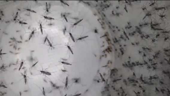 Why do mosquitoes thrive in droughts?