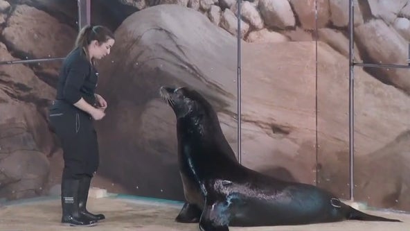 Sea lions take spotlight at Minnesota Zoo