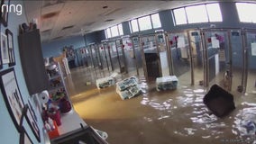 Animals rescued at suburban shelter after flooding