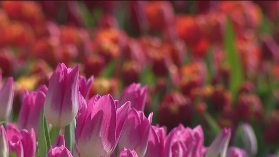 Union Square transforms into massive garden for Tulip Day celebration