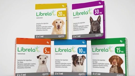 FDA issues warning to vets over pet pain drug Librela after deaths reported