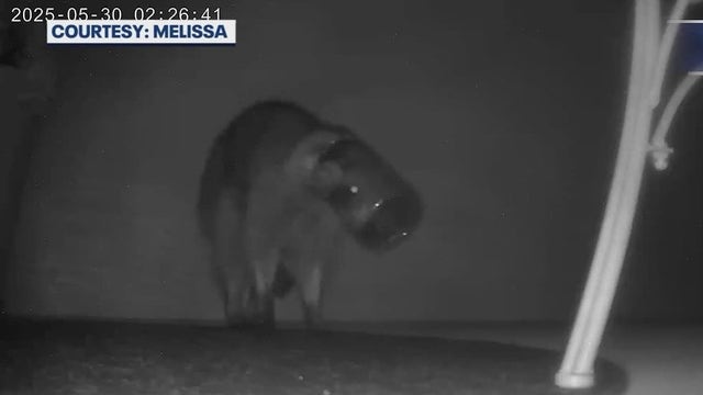 Port Orange dump site causes concerns for wildlife after 2 raccoons spotted with jars stuck on their heads