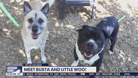 Pet of the Week: Busta and Little Woo